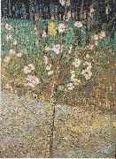 Vincent Van Gogh Flowering almond tree oil on canvas